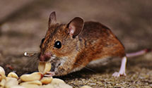 24 Hour & Emergency Exterminators in Hazard, KY
